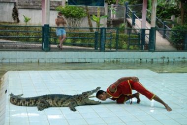 Krokodil Thailand